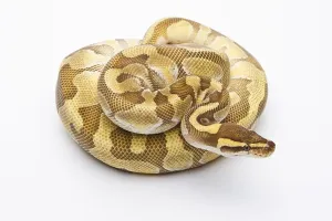 Full Length Studio Photo Prints: Royal Python (Python regius), Butter Enchi