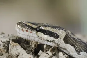 Constrictor Snake Species Prints: Royal python (Python regius), captive