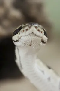 Constrictor Snake Species Prints: Royal python (Python regius), captive