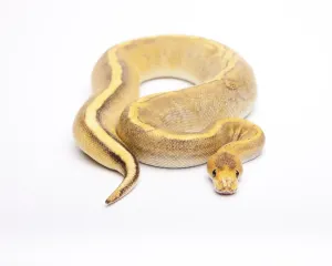 Royal Python Prints: Royal Python (Python regius), Champagne Calico