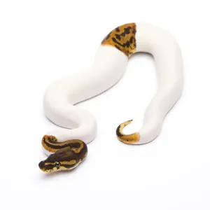 Royal python (Python regius), Leopard Piebald