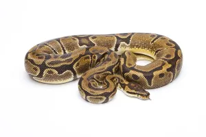 Python Regius Prints: Royal python (Python regius), Matanic
