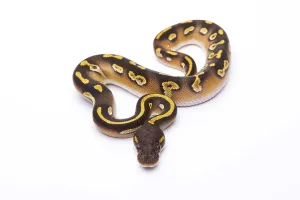 Deserted Austria Landscape Prints: Royal Python (Python regius), Mojave Black Head