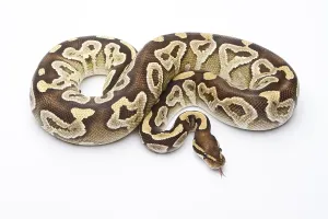 Deserted Studio Background Photos Prints: Royal Python (Python regius), Mojave Razor