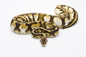 Royal Python (Python regius), Pastel Calico
