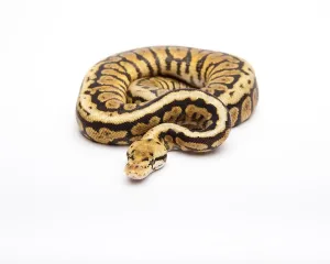Framed Print : Royal python Print by Willi Obermayer