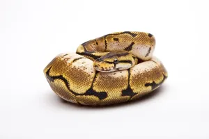 Royal Python (Python regius), Spider