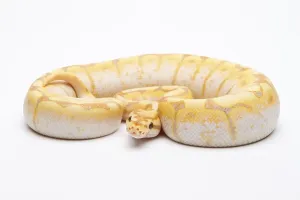 Framed Print : Royal Python Print, male, Spider CG