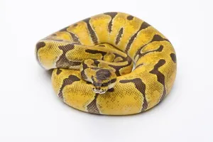 Royal Python (Python regius), Super Enchi