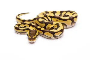 Royal Python Prints: Royal Python (Python regius), Tiger Phantom