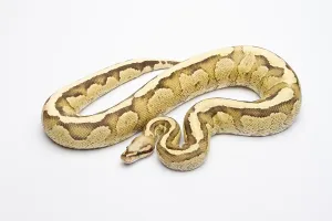 Framed Print : Royal Python Print - Vanilla Cream Male Framed Print : Royal Python Print - Vanilla Cream Male