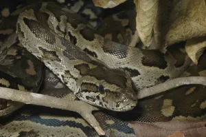 Vertebrate Wildlife Prints: Southern Rock Python (Python natalensis)