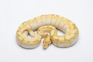 Spider CG Ball Python or Royal Python (Python regius)