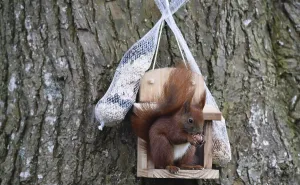 Wildlife Feeding Station Prints: Squirrel (Sciurus) eats nuts at the feeder