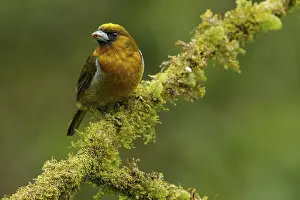 Prong-billed Barbet (Semnornis frantzii) perched on a branch in Costa Rica