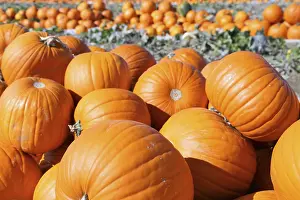 Pumpkin Patch Prints: Pumpkins, pumpkin patch