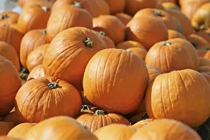 Pumpkin Patch Prints: Pumpkins, pumpkin patch
