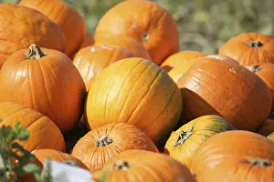 Pumpkin Patch Prints: Pumpkins, pumpkin patch