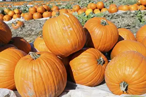Pumpkin Patch Prints: Pumpkins, pumpkin patch