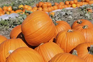 Pumpkin Patch Prints: Pumpkins, pumpkin patch