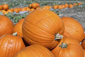 Pumpkin Patch Prints: Pumpkins, pumpkin patch