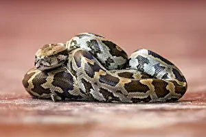 Framed Print : Indian Rock Python Print - Sri Lanka Framed Print : Indian Rock Python Print - Sri Lanka