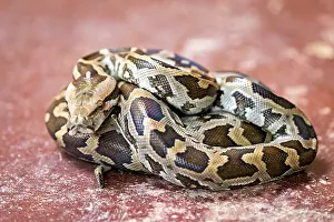 Sri Lankan Wildlife Prints: Python on a reddish ground, showing itself coiled with a distinctive pattern