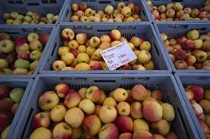 Apple Varieties Prints: Range of different types of apples