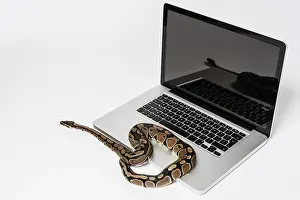 Prints of Real python snake and laptop computer. Concept of using high-level programming language for software engineering Python Prints: Python Programming Print: Real Snake and Laptop Computer