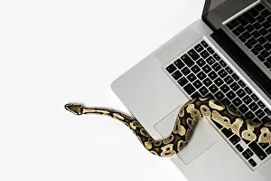 Prints of Real python snake and laptop computer. Concept of using high-level programming language for software engineering Python Prints: Real Python Snake and Laptop Computer Print: Programming Concepts