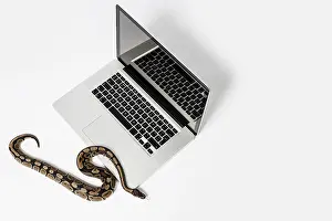Prints of Real python snake and laptop computer. Concept of using high-level programming language for software engineering Python Prints: Real Python Snake and Laptop Computer Print: Coding Concepts