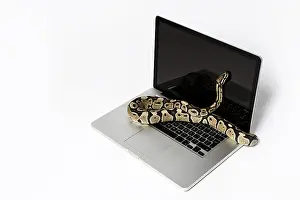 Prints of Real python snake and laptop computer. Concept of using high-level programming language for software engineering Python Prints: Real Python Snake and Laptop Computer Print: Coding Concepts