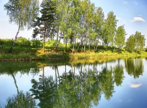Tree Reflection In Water Prints: Reflection of trees in the river