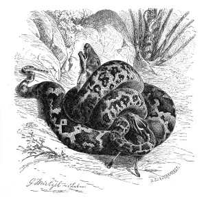 Snake Species Prints: Reptiles, Bright indian python (Python molurus) is a species of snake in the python family