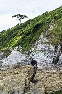 Prints of Rocks and Tree on cliff over Mothecombe Beach, Mothecombe, River Emme and Red Cove, Plymouth, South Devon, England, United Kingdom Plymouth Prints: Rocks and Tree Print over Mothecombe Beach, Devon, England