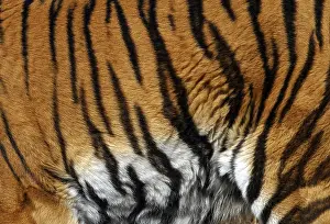 Predator Mammal Prints: Sample of a tiger