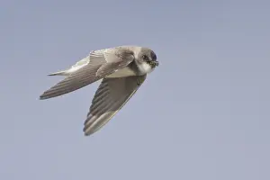 Sand Martin (Riparia riparia) flying