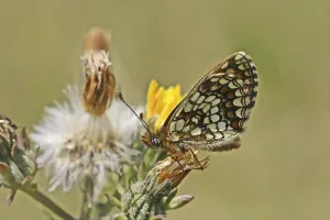 Uninhabited Natural Environment Images Prints: Scheckefalter