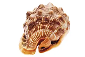 Nature Studio Shots Prints: Seashell