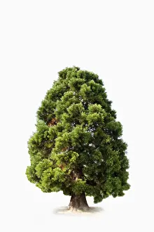 Sequoia Tree Prints: Sequoia (Sequoioideae)