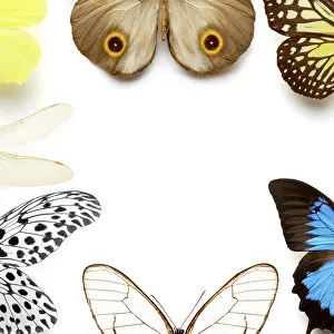 Butterfly Wing Detail Prints: Sh_pKaYxo7A