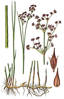 Natural Remedy Herbs Prints: Sharp-flowered rush (Juncus acutiflorus)