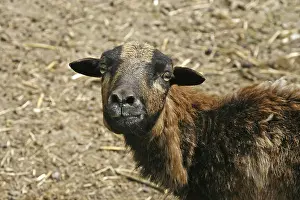 Prints of Sheep Related Prints: Sheep Print by imageBROKER