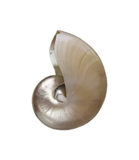 White Background Sea Creature Prints: Shell