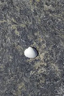 Beach Shells Prints: Shell on the beach