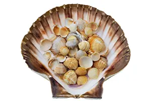 Bivalve Shell Photography Prints: Shells
