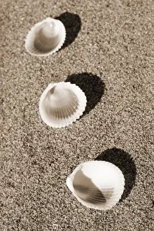 Empty Beach Landscape Prints: Shells on the beach