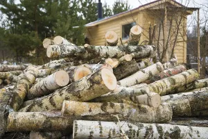 Deciduous Tree Close Up Prints: A shoot of stack of birch logs