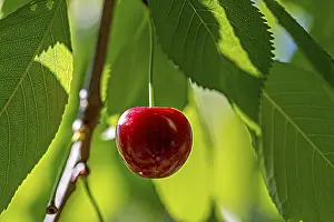 Fruit Tree Images Prints: A single cherry on a cherry tree
