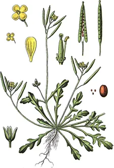 Southern Rocket Print, 1880, Chromolithograph